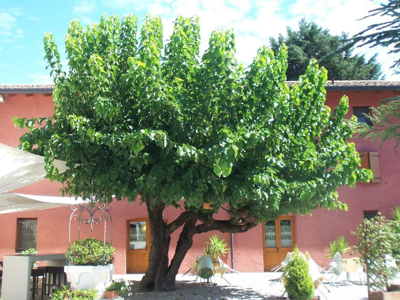 Agriturismo Al Casale Кодройпо Экстерьер фото